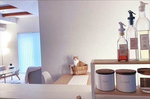 無防備すぎる猫ちゃん