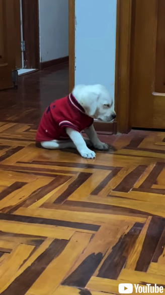 寝落ちする子犬