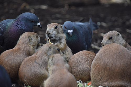 ハトにカツアゲされるプレーリードッグ