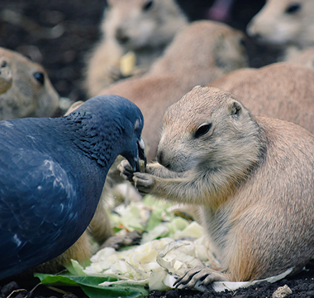 ひっぱりあうハトとプレーリードッグ・ハト左