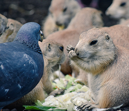 奪われたプレーリードッグ