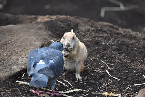 カツアゲハトの背中と正面プレーリードッグ