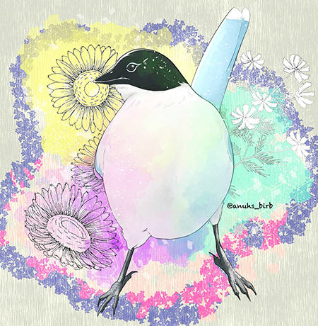 オナガイラスト