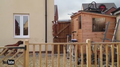 「Glass Keeps Goofball Golden from Eating Grasshopper || ViralHog」