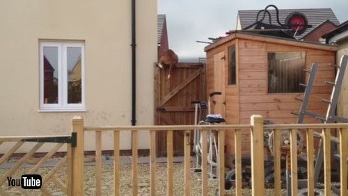 「Glass Keeps Goofball Golden from Eating Grasshopper || ViralHog」