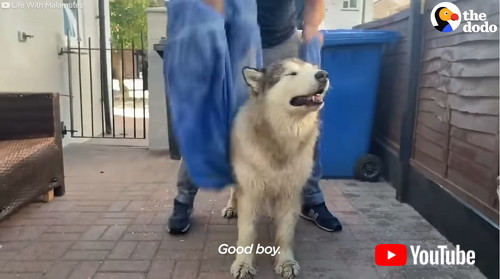 「Family Tries To Convince Their Giant Alaskan Malamute To Get In The Bath | The Dodo」