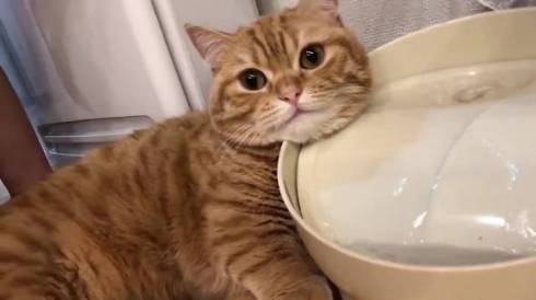 猫 ぷてぃこちゃん 給水機 直で洗顔