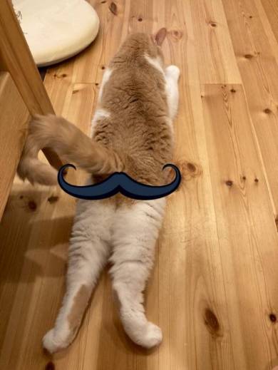 猫 ぷてぃこちゃん 給水機 直で洗顔 ちょみーちゃん