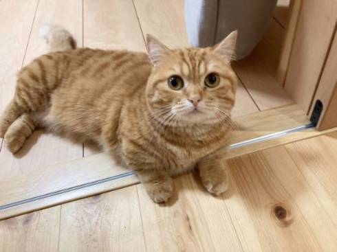 猫 ぷてぃこちゃん 給水機 直で洗顔