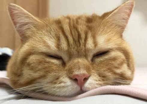 猫 ぷてぃこちゃん 給水機 直で洗顔