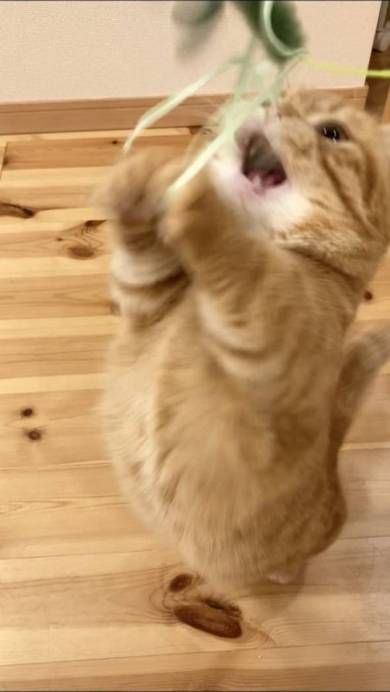 猫 ぷてぃこちゃん 給水機 直で洗顔