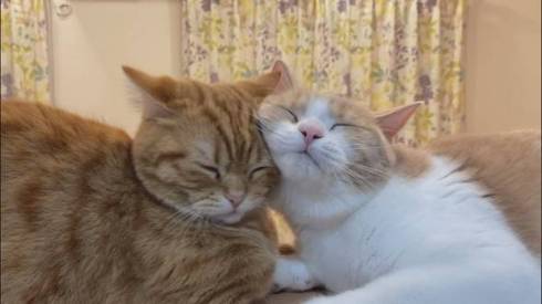 猫 ぷてぃこちゃん 給水機 直で洗顔