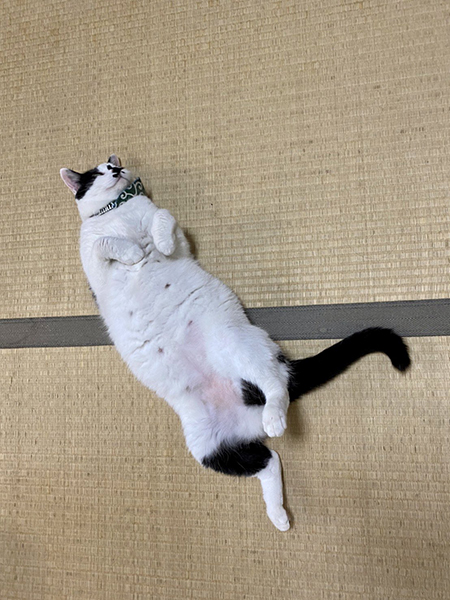 縦で転がるまるちゃん