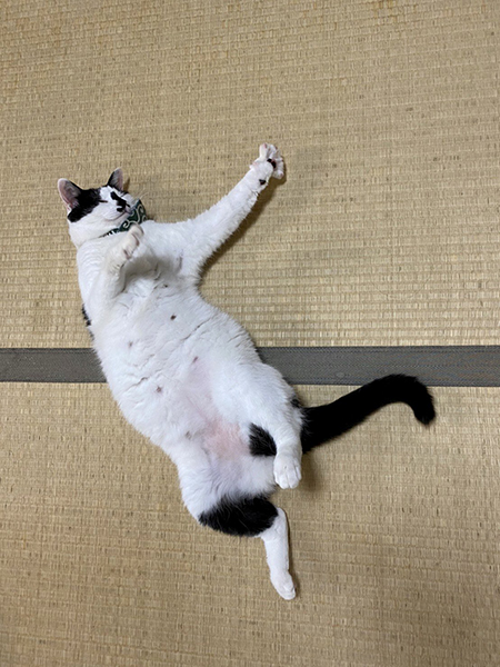 縦で転がるまるちゃん腕あり