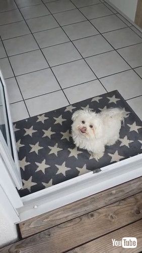 「Clever Doggy Likes Clean Feet || ViralHog」