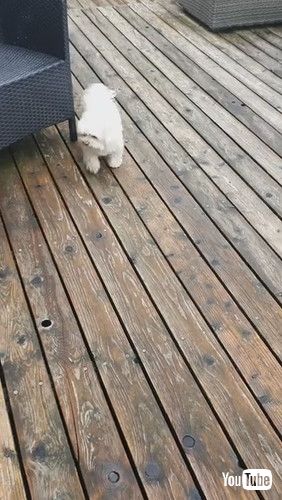 「Clever Doggy Likes Clean Feet || ViralHog」