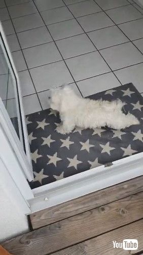 「Clever Doggy Likes Clean Feet || ViralHog」