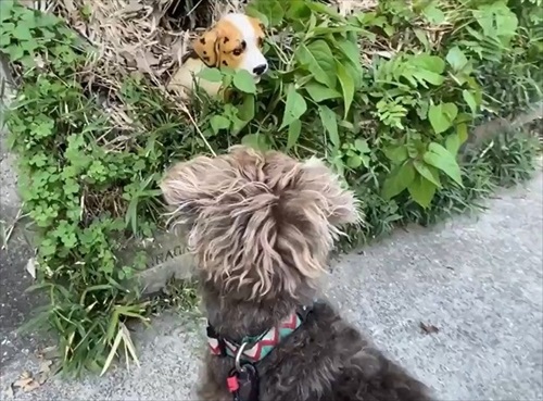 セトモノの犬に恋したワンちゃん