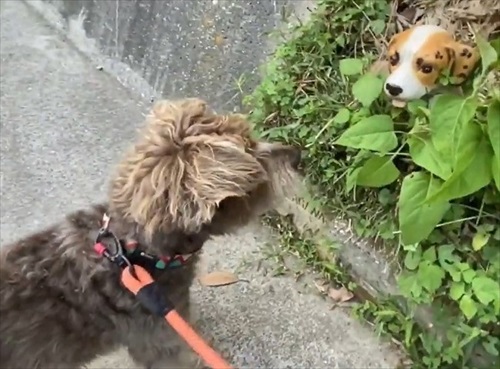 セトモノの犬に恋したワンちゃん