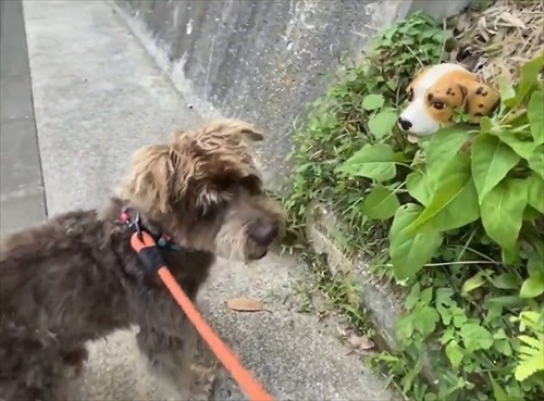 セトモノの犬に恋したワンちゃん