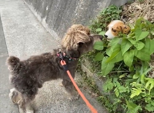 セトモノの犬に恋したワンちゃん