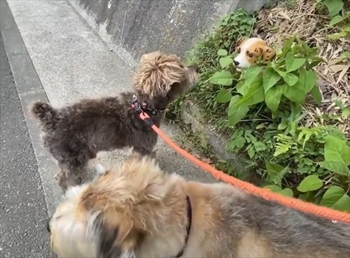 セトモノの犬に恋したワンちゃん