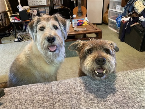 セトモノの犬に恋したワンちゃん