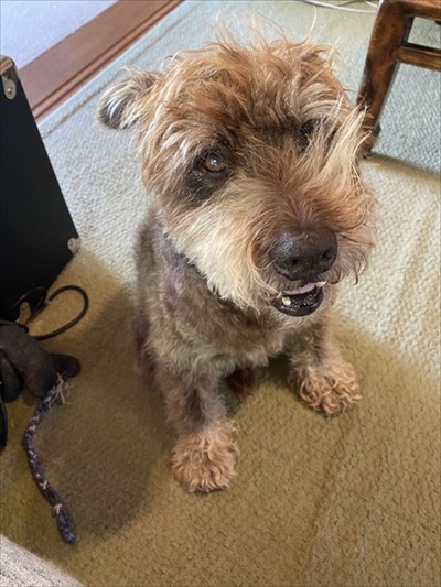 セトモノの犬に恋したワンちゃん