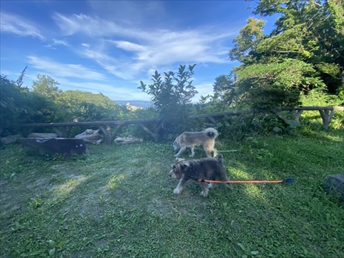 セトモノの犬に恋したワンちゃん