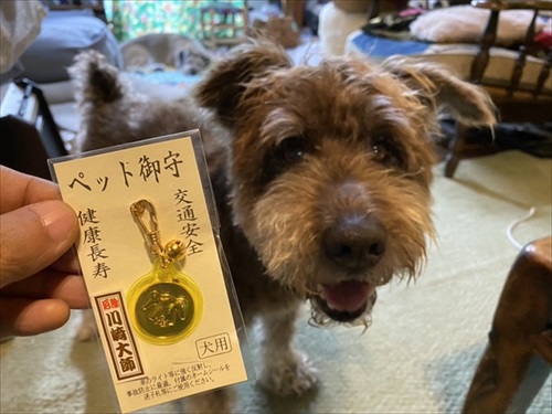 セトモノの犬に恋したワンちゃん