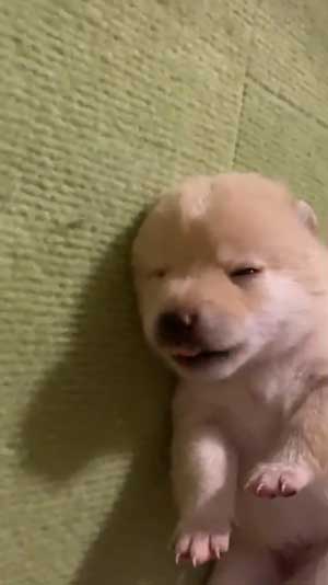 手を離せ 秒で寝た 子犬 豆柴 柴犬 パピー