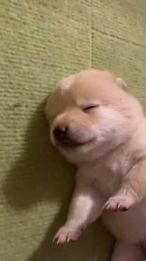手を離せ 秒で寝た 子犬 豆柴 柴犬 パピー