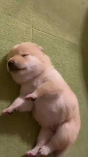 手を離せ 秒で寝た 子犬 豆柴 柴犬 パピー