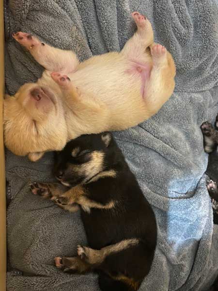 手を離せ 秒で寝た 子犬 豆柴 柴犬 パピー