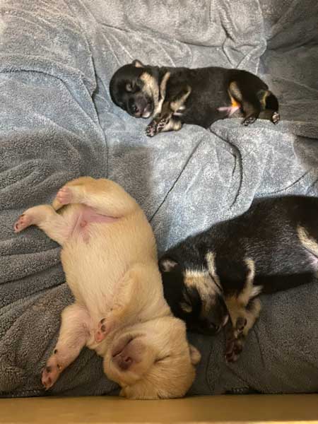 手を離せ 秒で寝た 子犬 豆柴 柴犬 パピー