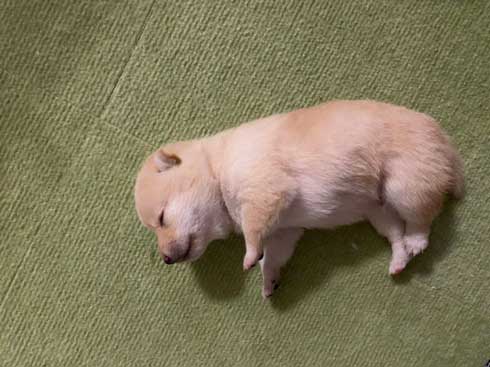 手を離せ 秒で寝た 子犬 豆柴 柴犬 パピー