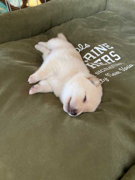 手を離せ 秒で寝た 子犬 豆柴 柴犬 パピー