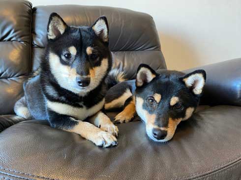 手を離せ 秒で寝た 子犬 豆柴 柴犬 パピー