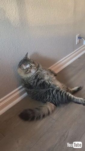 「Cat Finds Strange Way to Get Comfortable || ViralHog」