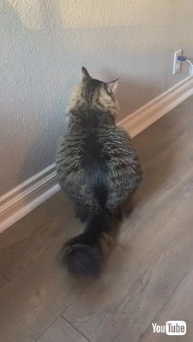 「Cat Finds Strange Way to Get Comfortable || ViralHog」