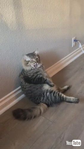 「Cat Finds Strange Way to Get Comfortable || ViralHog」