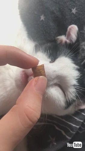 「Snoozing Kitty Eats Treats in Her Sleep || ViralHog」