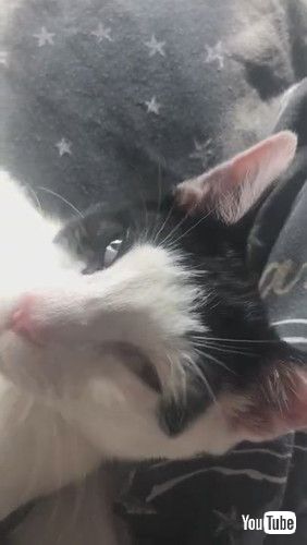 「Snoozing Kitty Eats Treats in Her Sleep || ViralHog」