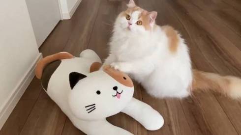 猫 スコティッシュフォールド レモン君 ふみふみマッサージ