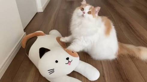 猫 スコティッシュフォールド レモン君 ふみふみマッサージ