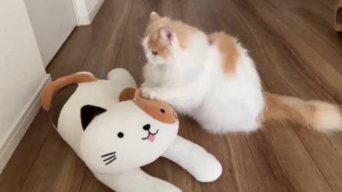 猫 スコティッシュフォールド レモン君 ふみふみマッサージ