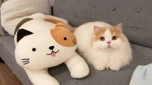 猫 スコティッシュフォールド レモン君 ふみふみマッサージ