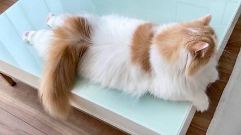 猫 スコティッシュフォールド レモン君 ふみふみマッサージ