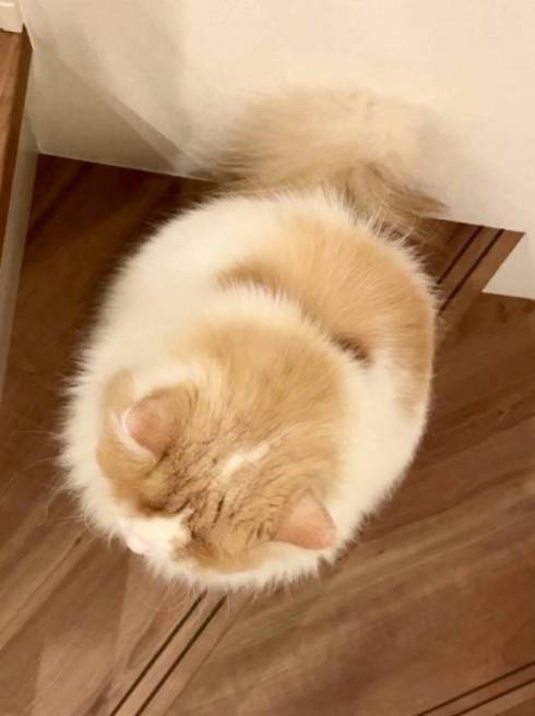 猫 スコティッシュフォールド レモン君 ふみふみマッサージ