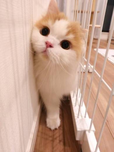 猫 スコティッシュフォールド レモン君 ふみふみマッサージ